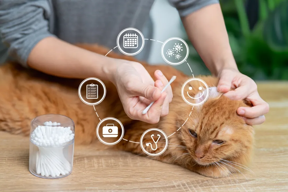 Atención preventiva