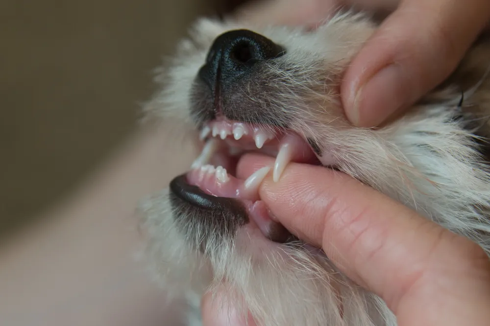 Evaluación y tratamiento integral de la salud oral