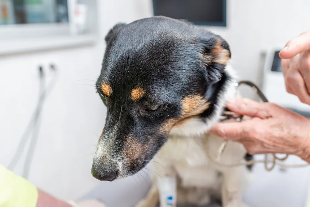 Cuidados paliativos y eutanasia