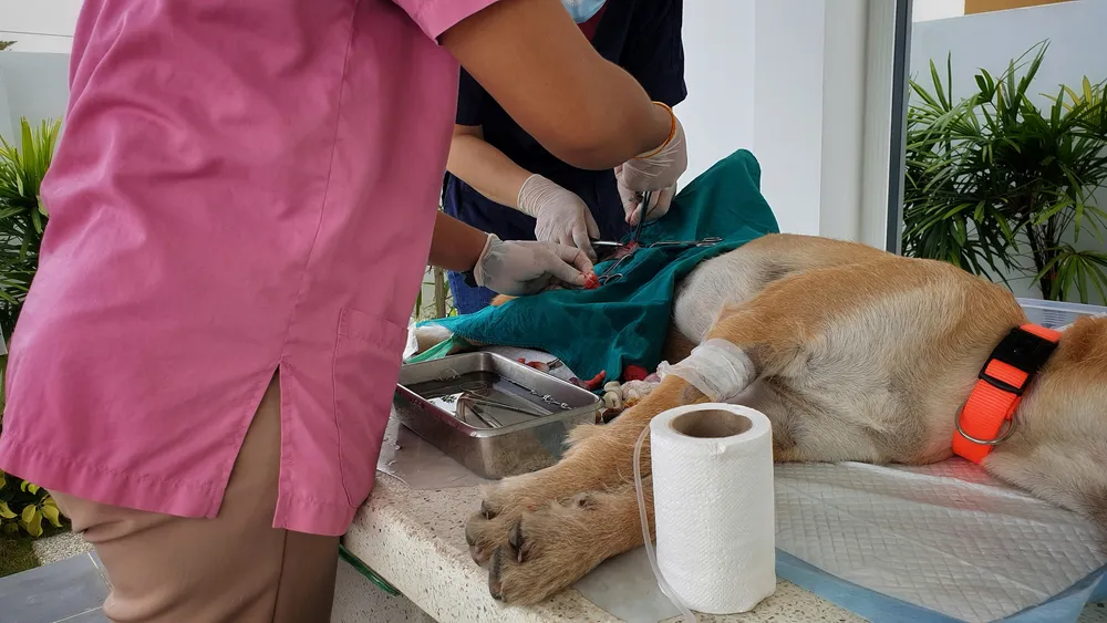 Esterilización y castración