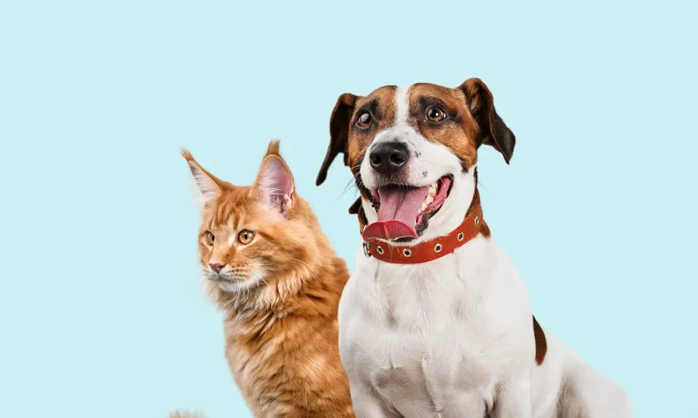 Exámenes de bienestar para cachorros y gatitos