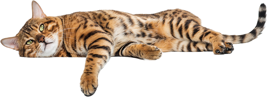 Veterinarios en Palmas del Mar