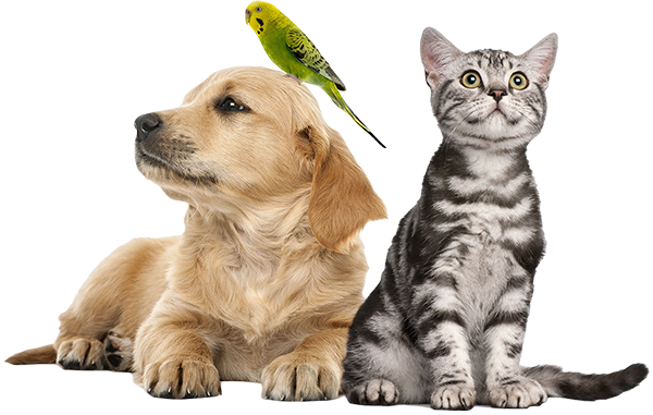 Veterinarios en Palmas del Mar